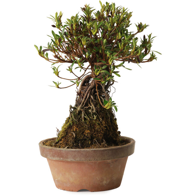 Rhododendron indicum Shiorim, 27 cm, ± 12 años