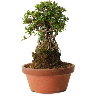 Rhododendron indicum Sachi-No-Miyabi, 27 cm, ± 12 ans