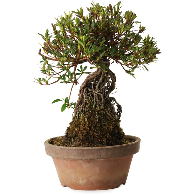 Rhododendron indicum Shiorim, 27 cm, ± 12 years old