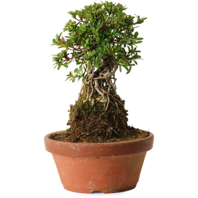 Rhododendron indicum Sachi-No-Miyabi, 27 cm, ± 12 jaar oud