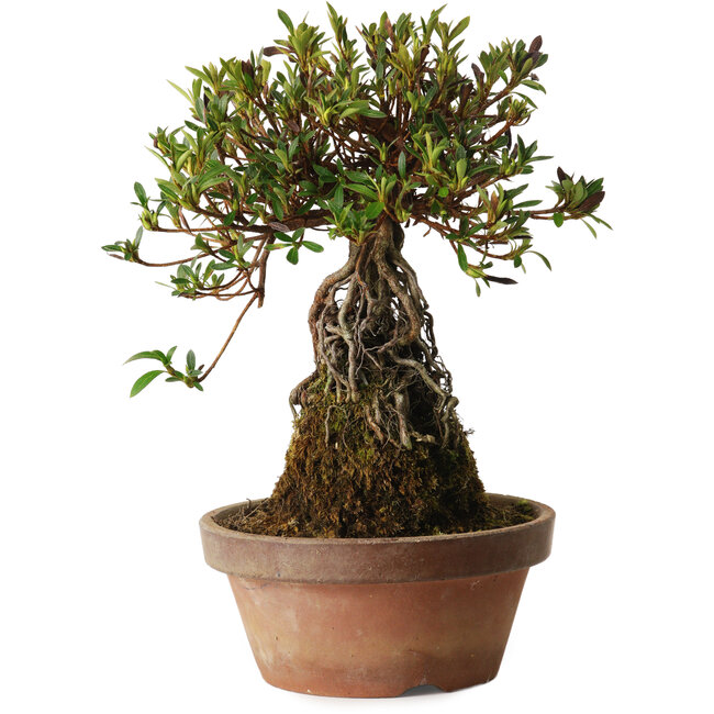 Rhododendron indicum Shiorim, 27 cm, ± 12 years old