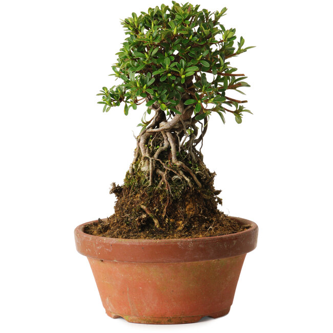 Rhododendron indicum Sachi-No-Miyabi, 27 cm, ± 12 ans