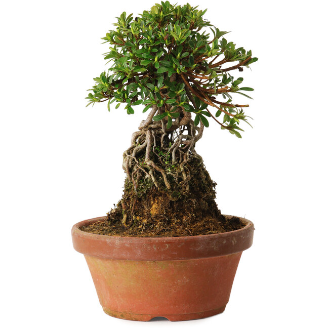 Rhododendron indicum Sachi-No-Miyabi, 27 cm, ± 12 years old