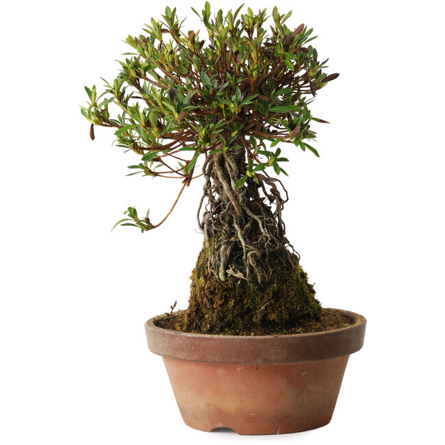 Rhododendron indicum Shiorim, 27 cm, ± 12 jaar oud