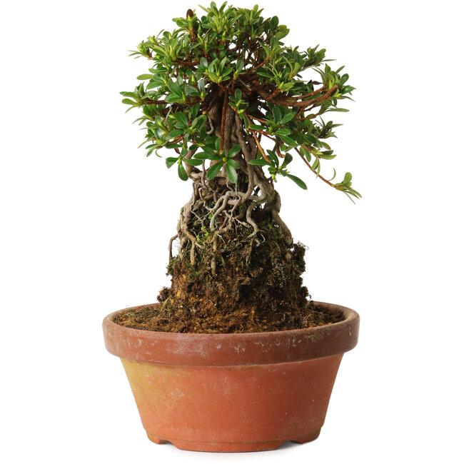 Rhododendron indicum Sachi-No-Miyabi, 27 cm, ± 12 Jahre alt