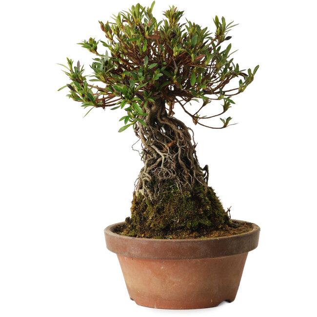 Rhododendron indicum Shiorim, 27 cm, ± 12 anni