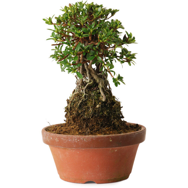 Rhododendron indicum Sachi-No-Miyabi, 27 cm, ± 12 years old