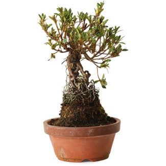 Rhododendron indicum Hanatsuzuri, 27 cm, ± 12 years old