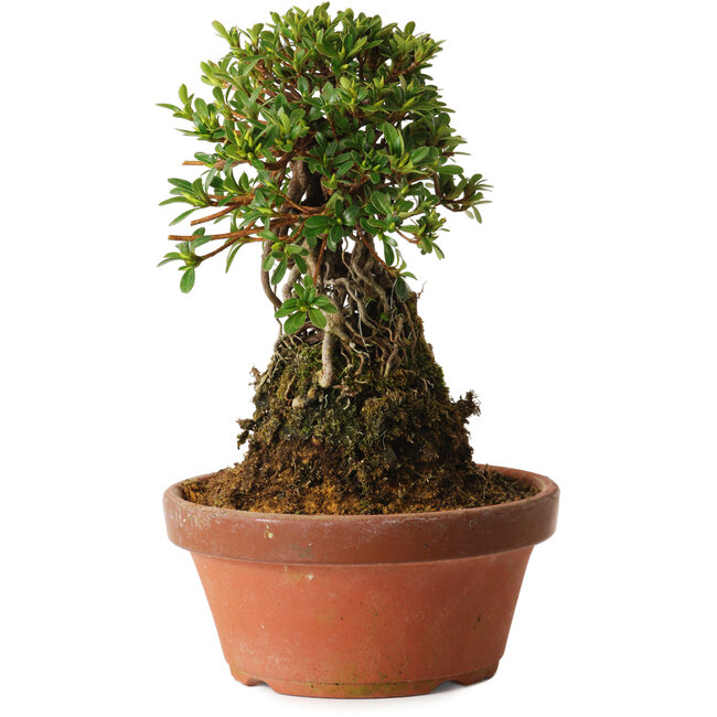 Rododendro indicum Sachi-No-Miyabi, 27 cm, ± 12 años