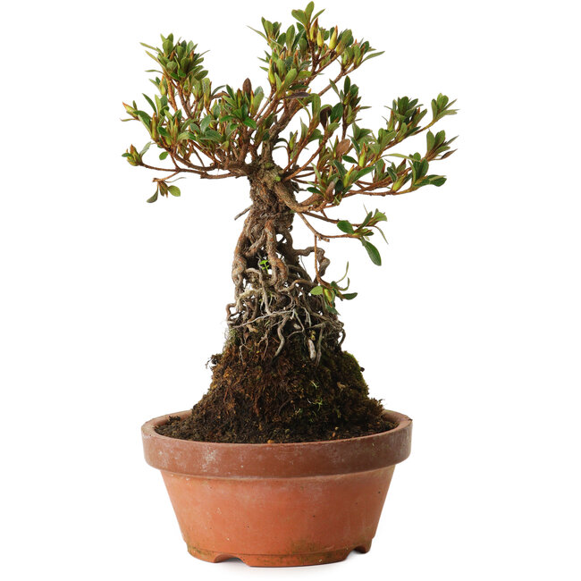Rhododendron indicum Hanatsuzuri, 27 cm, ± 12 Jahre alt