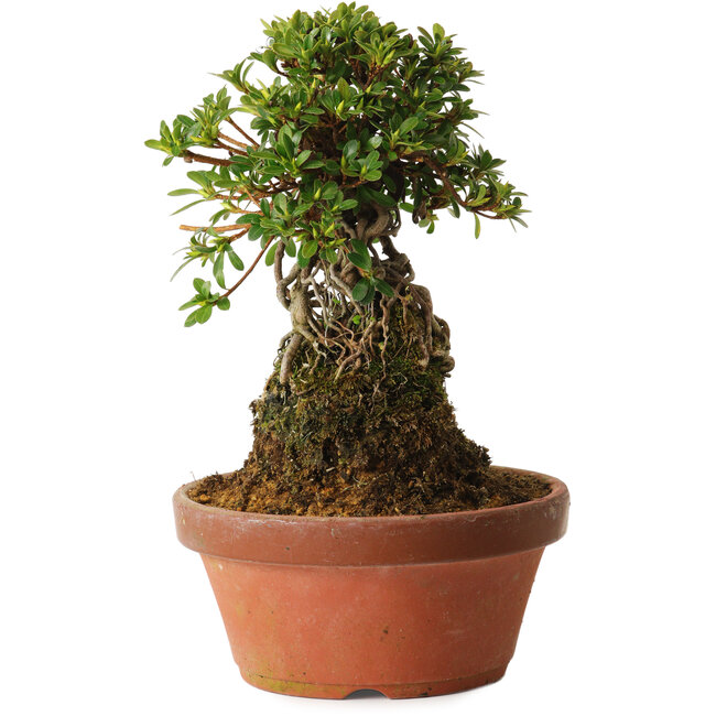 Rododendro indicum Sachi-No-Miyabi, 27 cm, ± 12 años