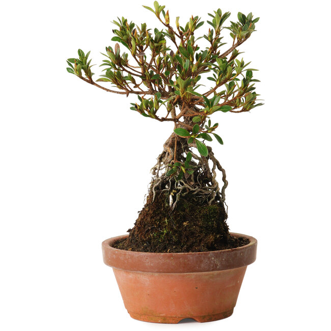 Rhododendron indicum Hanatsuzuri, 27 cm, ± 12 jaar oud