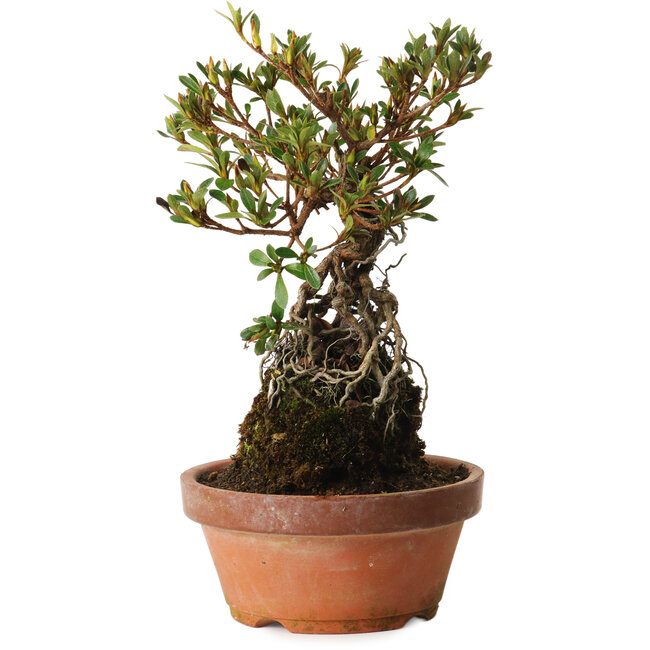 Rhododendron indicum Hanatsuzuri, 27 cm, ± 12 años
