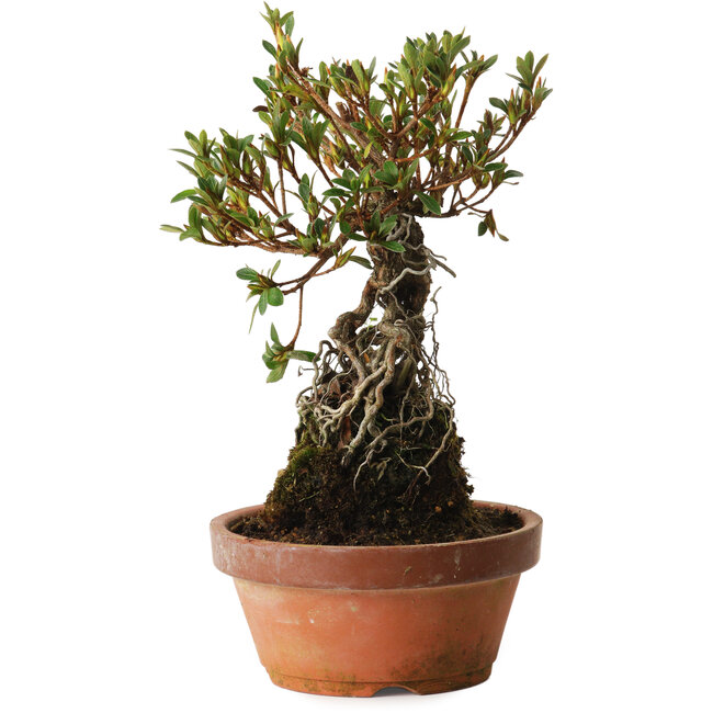 Rhododendron indicum Hanatsuzuri, 27 cm, ± 12 ans