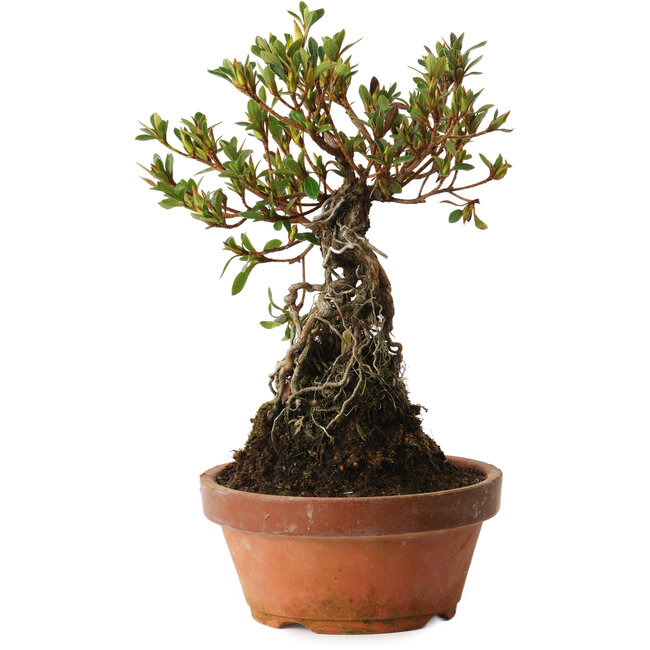 Rhododendron indicum Hanatsuzuri, 27 cm, ± 12 años