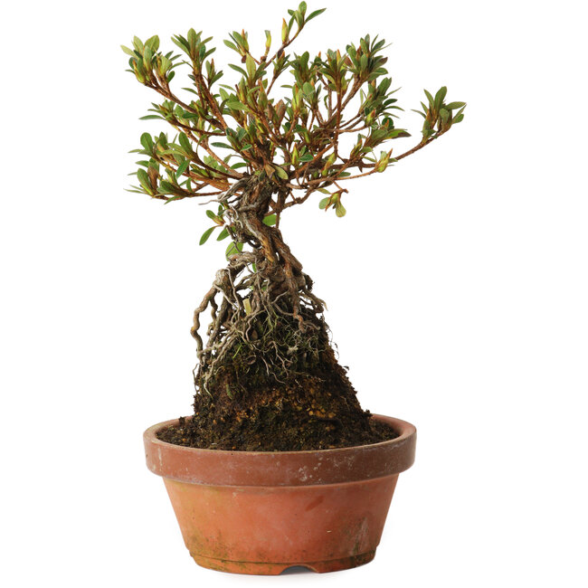 Rhododendron indicum Hanatsuzuri, 27 cm, ± 12 Jahre alt