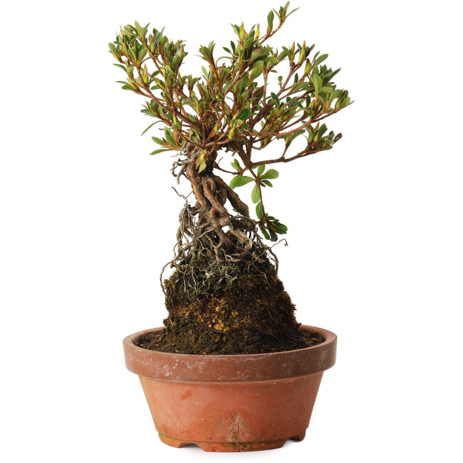 Rhododendron indicum Hanatsuzuri, 27 cm, ± 12 years old