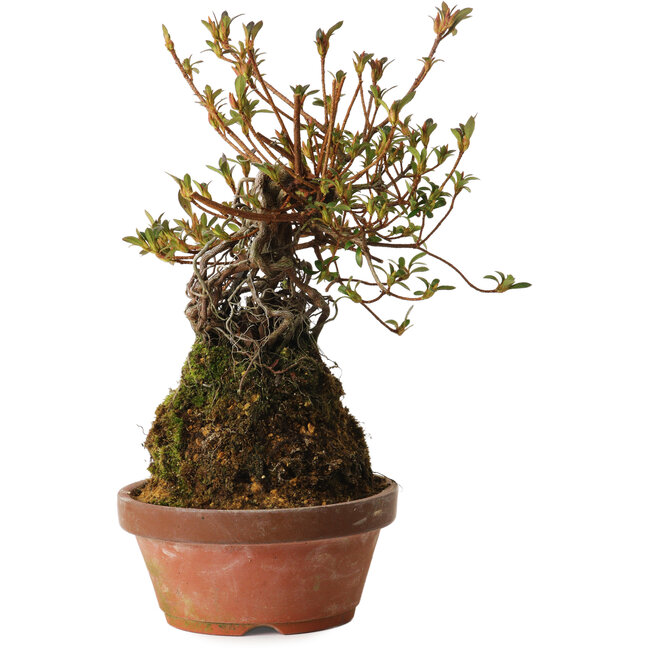 Rhododendron indicum Mitaiboshi, 27 cm, ± 12 años