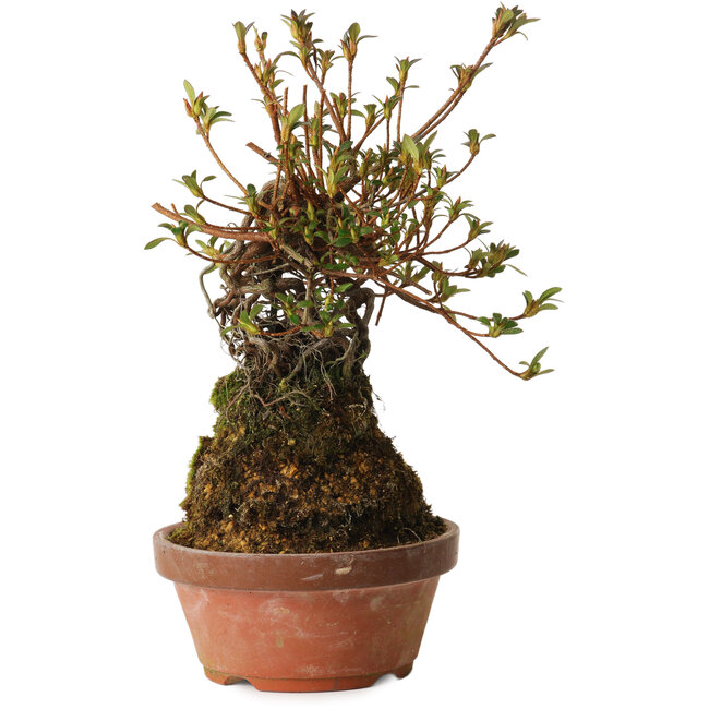 Rhododendron indicum Mitaiboshi, 27 cm, ± 12 years old