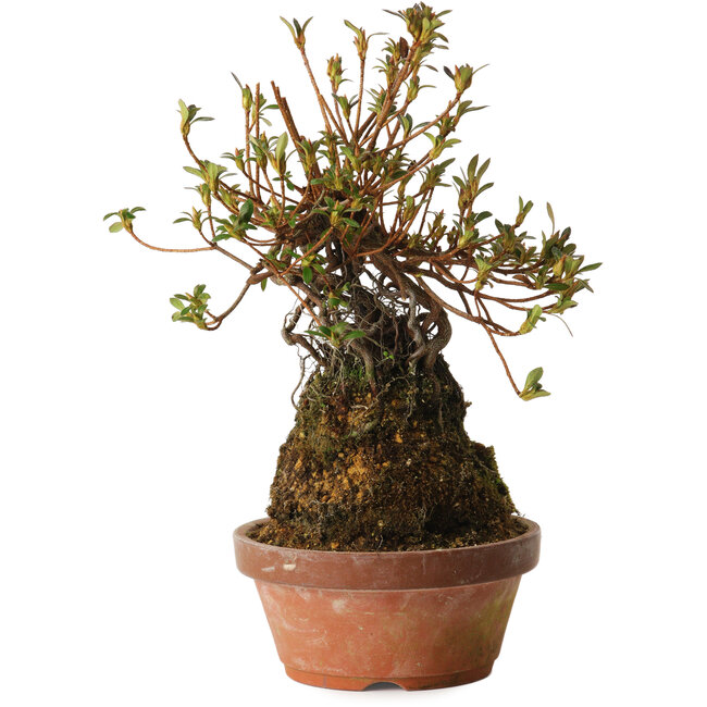 Rhododendron indicum Mitaiboshi, 27 cm, ± 12 anni