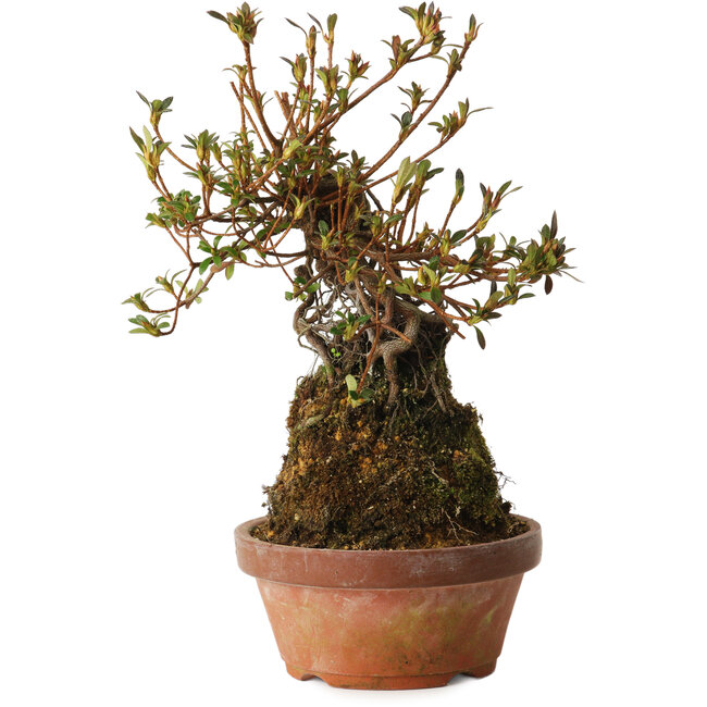 Rhododendron indicum Mitaiboshi, 27 cm, ± 12 Jahre alt