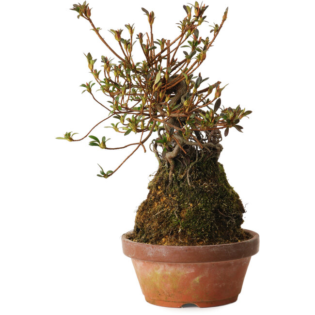 Rhododendron indicum Mitaiboshi, 27 cm, ± 12 anni