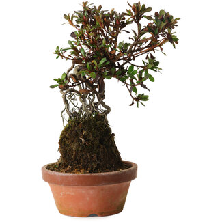 Rhododendron indicum Iwaiboshi, 27 cm, ± 12 años