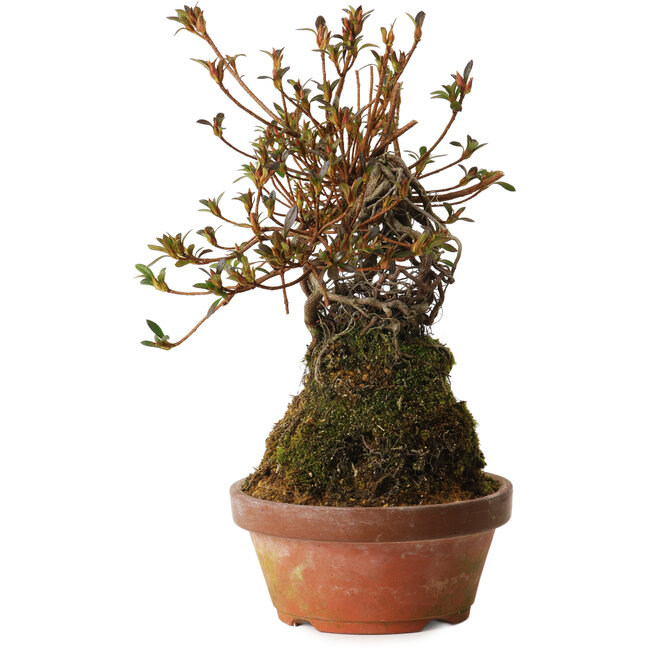 Rhododendron indicum Mitaiboshi, 27 cm, ± 12 ans