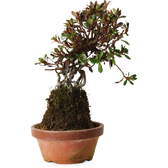 Rhododendron indicum Iwaiboshi, 27 cm, ± 12 years old