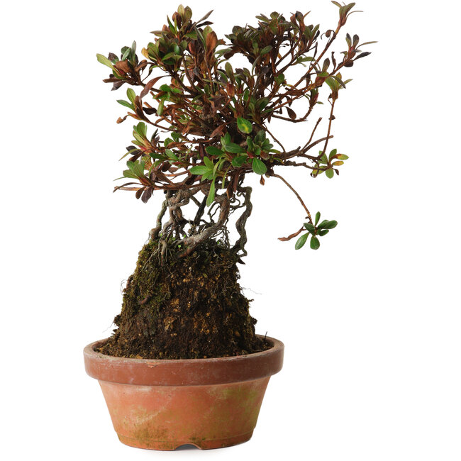 Rhododendron indicum Iwaiboshi, 27 cm, ± 12 ans