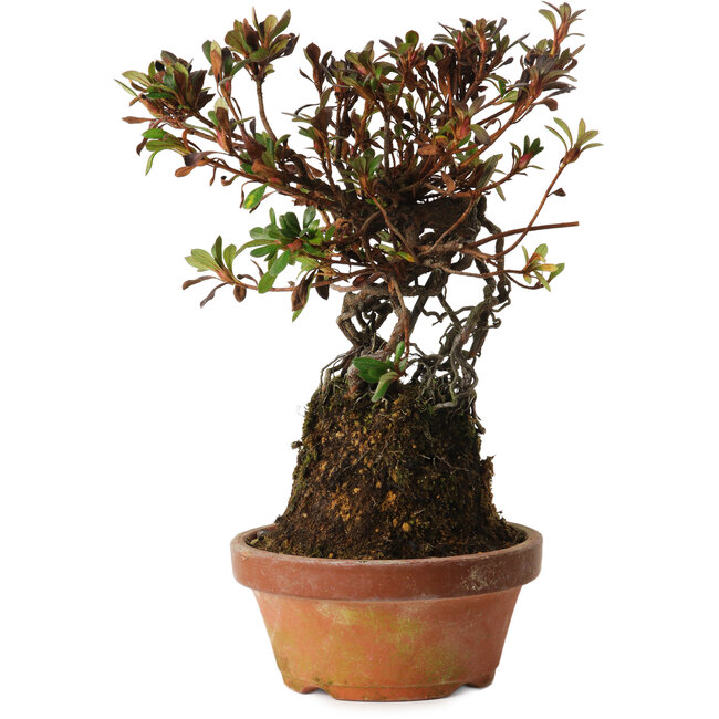Rhododendron indicum Iwaiboshi, 27 cm, ± 12 años