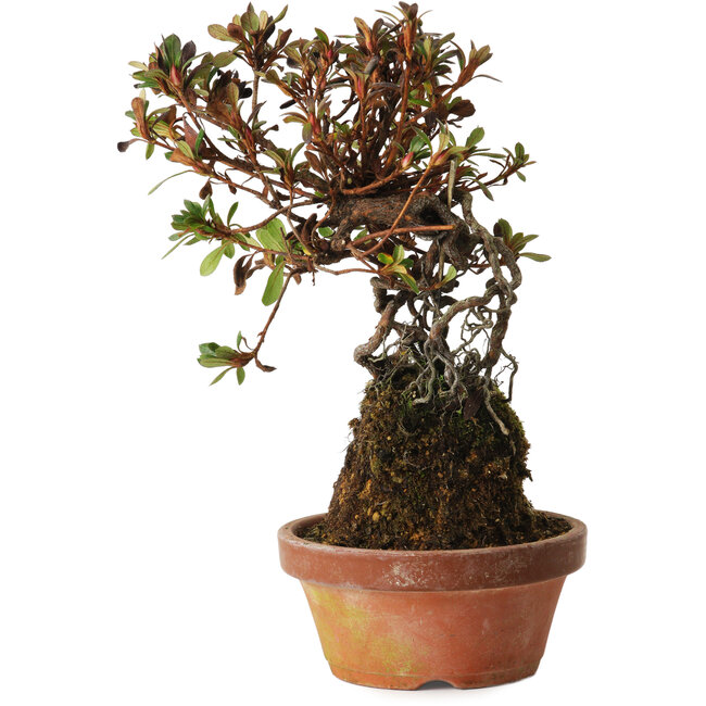 Rhododendron indicum Iwaiboshi, 27 cm, ± 12 Jahre alt