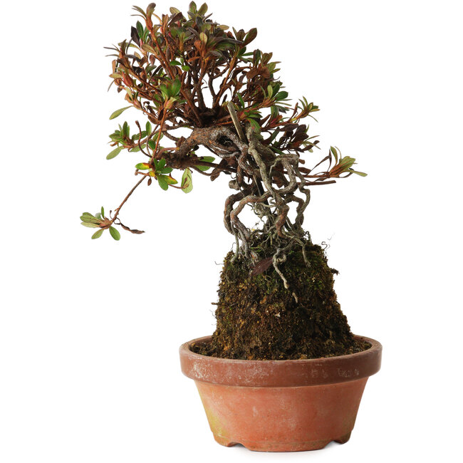 Rhododendron indicum Iwaiboshi, 27 cm, ± 12 Jahre alt