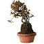Rhododendron indicum Iwaiboshi, 27 cm, ± 12 Jahre alt