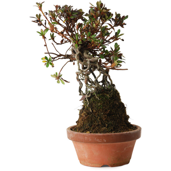 Rhododendron indicum Iwaiboshi, 27 cm, ± 12 años