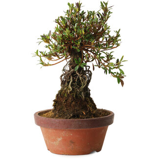 Rhododendron indicum Shiyourin, 27 cm, ± 12 años