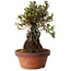 Rhododendron indicum Shiyourin, 27 cm, ± 12 anni