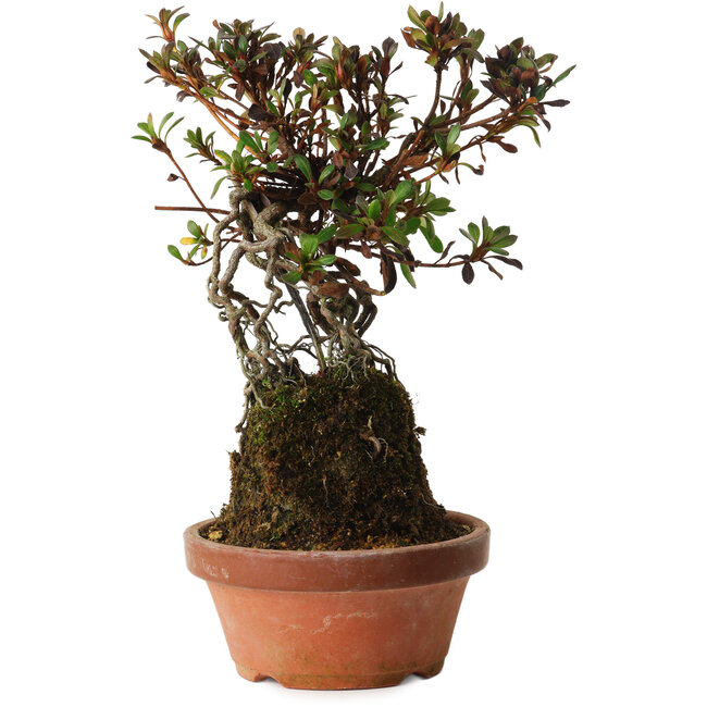 Rhododendron indicum Iwaiboshi, 27 cm, ± 12 anni