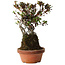 Rhododendron indicum Iwaiboshi, 27 cm, ± 12 jaar oud