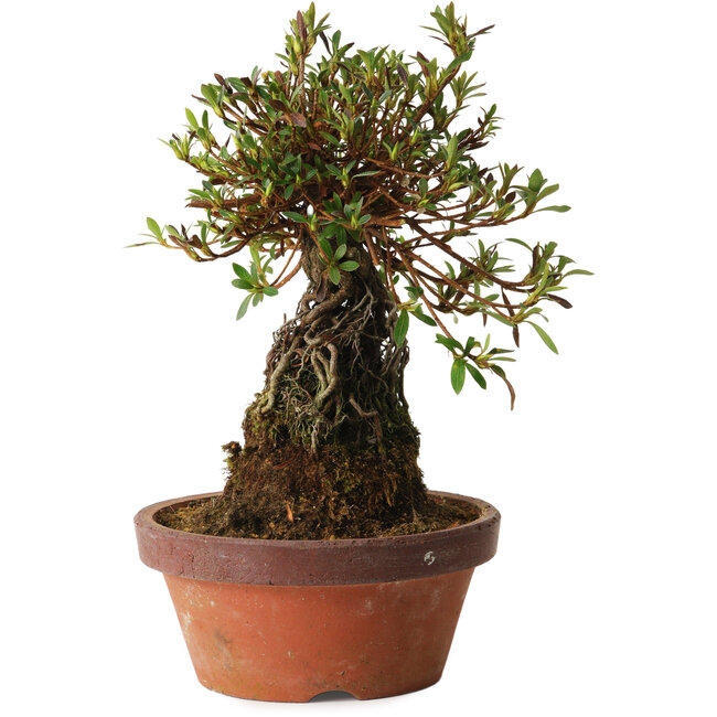 Rhododendron indicum Shiyourin, 27 cm, ± 12 ans