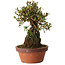 Rhododendron indicum Shiyourin, 27 cm, ± 12 years old