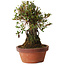 Rhododendron indicum Shiyourin, 27 cm, ± 12 jaar oud