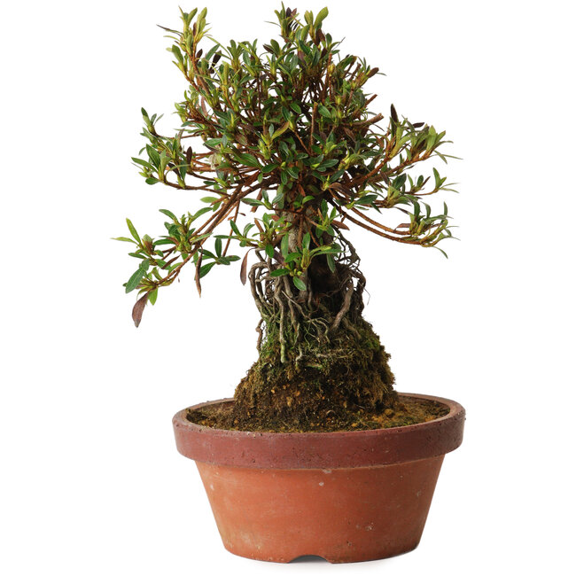 Rhododendron indicum Shiyourin, 27 cm, ± 12 jaar oud