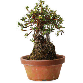 Rhododendron indicum Sachi-No-Kirameki, 27 cm, ± 12 anni