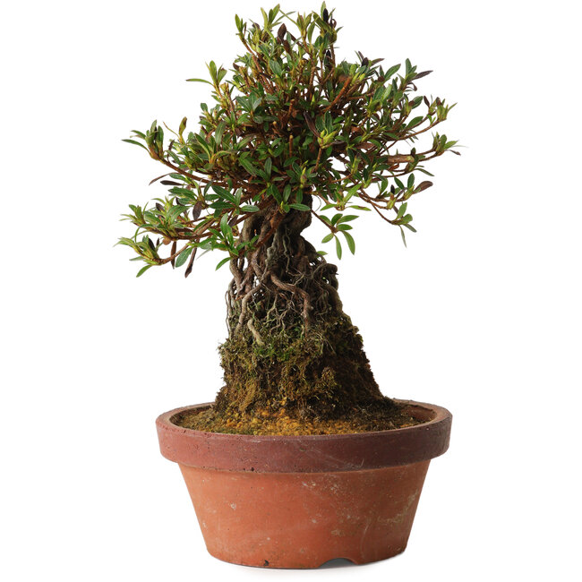 Rhododendron indicum Shiyourin, 27 cm, ± 12 jaar oud