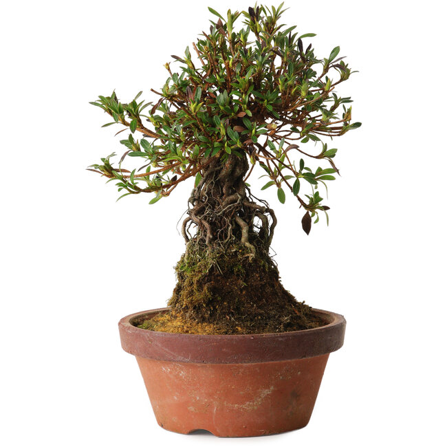 Rhododendron indicum Shiyourin, 27 cm, ± 12 años