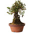 Rhododendron indicum Shiyourin, 27 cm, ± 12 Jahre alt