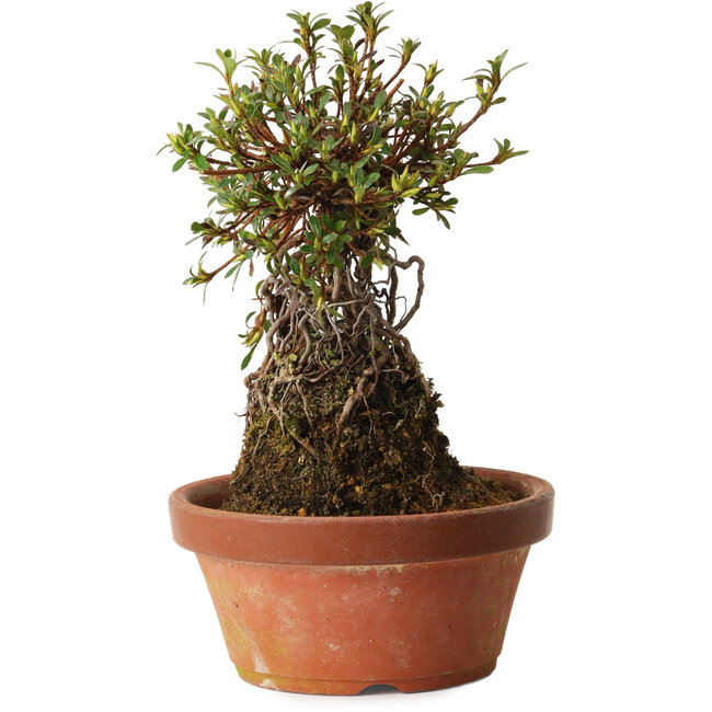 Rhododendron indicum Sachi-No-Kirameki, 27 cm, ± 12 anni