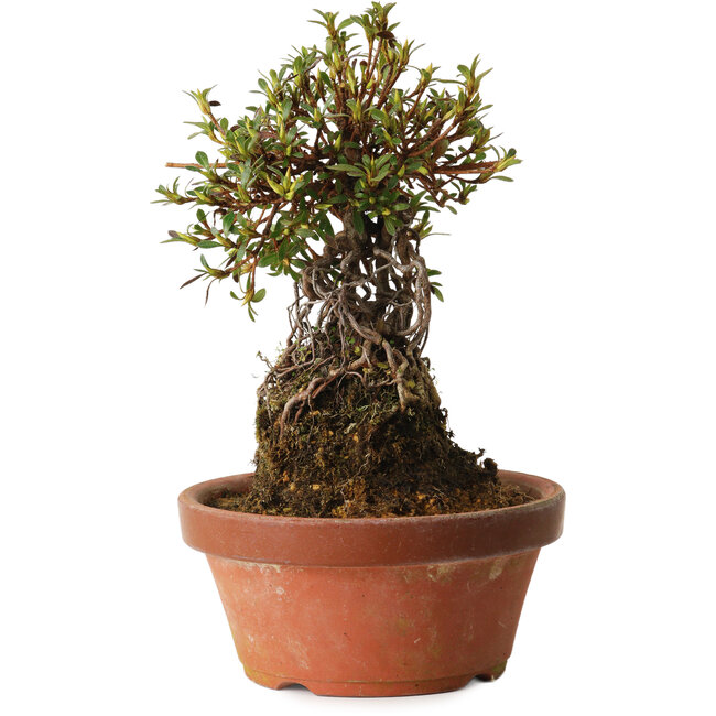 Rhododendron indicum Sachi-No-Kirameki, 27 cm, ± 12 jaar oud