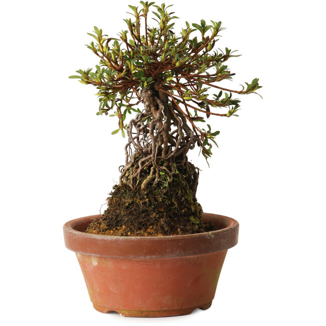 Rhododendron indicum Sachi-No-Kirameki, 27 cm, ± 12 anni